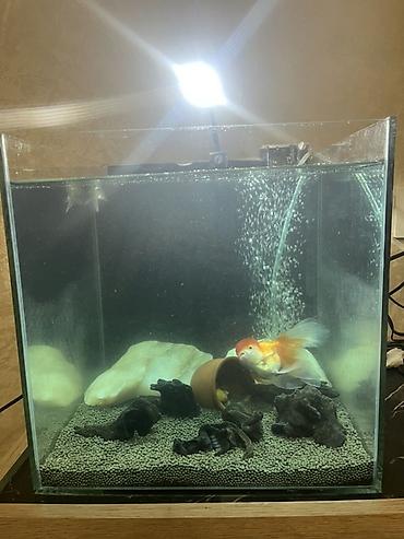 akvarium balıq novləri: Oranda, Sülhsevər, Ünvandan götürmə — 5