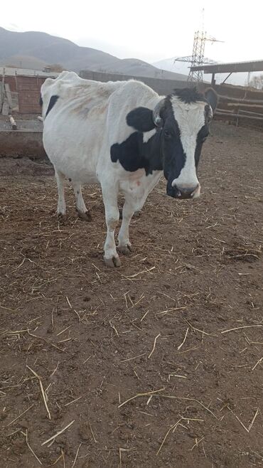 на ферме есть куры козлы и коровы: Сатам | Уй (ургаачы) | Сүт алуу үчүн