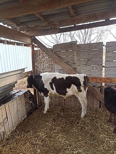 Коровы, быки: Продаю | Бык (самец) — 8