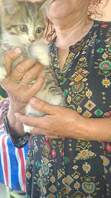 котята отдам в хорошие руки: Котёнок полосатый (табби) - Окрас: коричнево-серый тигровый табби с — 9