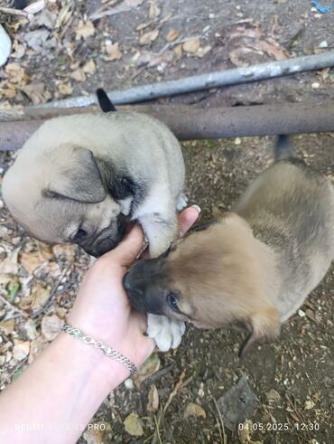 собака боксер: Собака даром: Дворняжка, 1 месяц, Самец