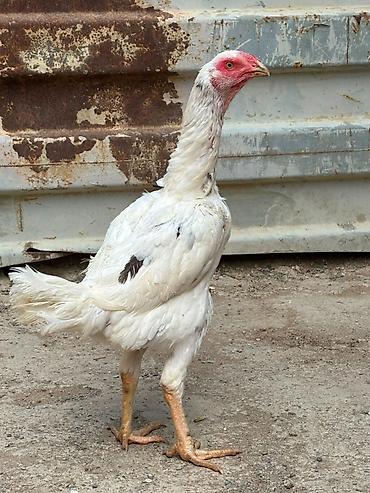 afcarka barter: Salam daş pipik cins heyratı 1 illik tam sağlam aktiv — 5