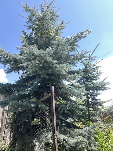 молочай цветок: Ель голубая (Picea pungens ‘Glauca’) — взрослое декоративное дерево — 1
