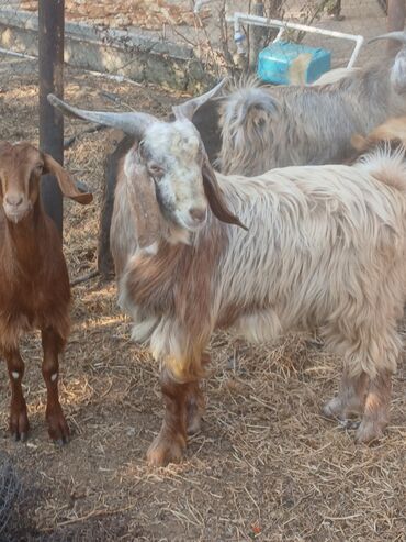 bmw 3 серия 328ci at: Boz-qonur rəng çalarlarında, uzun tüklü, iri buynuzlu keçi