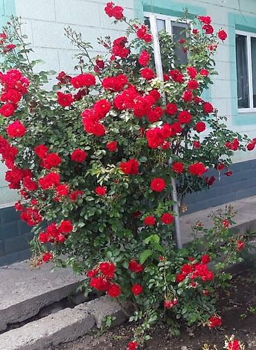 Роза: Саженцы — 7