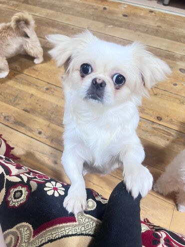 meydan itləri: Pekines, 9 ay, Dişi