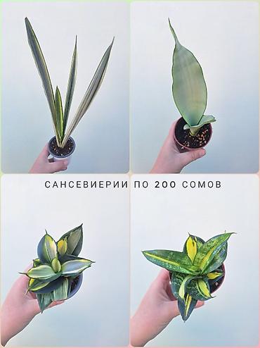 растения комнатные: 💚 Комнатные растения (детки/молодые растения). 🪴 Названия и цены — 8