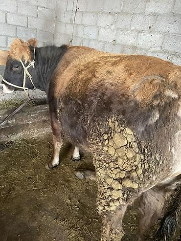 Коровы, быки: Продаю | Корова (самка) | На откорм, На забой, Для разведения — 5