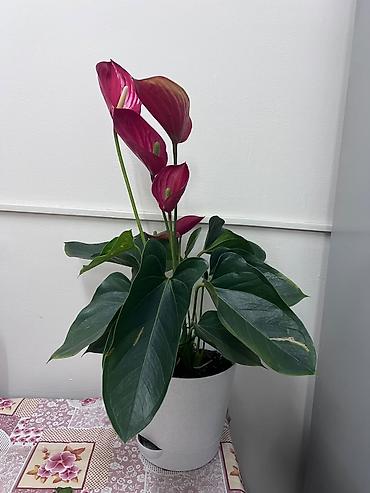 цветок антуриум: Антуриум (Anthurium andreanum) в декоративном горшке - Эффектные — 4