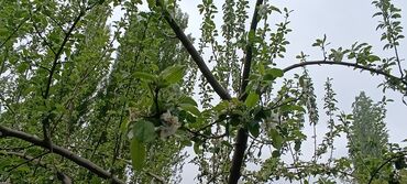 Продажа домов: Дача, 20 м², 6 комнат, Собственник, Евроремонт — 25