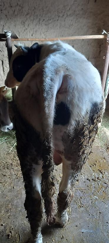 Коровы, быки: Продаю | Бык (самец) | На забой | Привязанные — 2