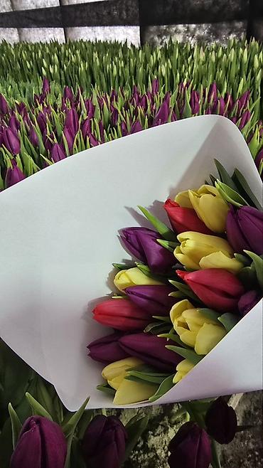 Букеты из живых цветов: Тюльпаны срезанные, свежие, прямые поставки. - Ассортимент — 15