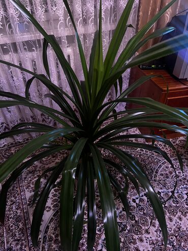 Комнатные растения: Продается . Высота 1-1,2 м. Обращаться по телефону. ПАНДАНУС