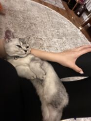 Вязка кошек: Мальчик шотландский скотиш страйт Окрас : белая шиншила Нужна девочка — 8