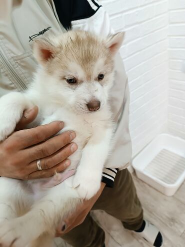 Продажа собак: Племенные щенки хаски с родословной — Kyrgyz Kennel Club. Дата — 5