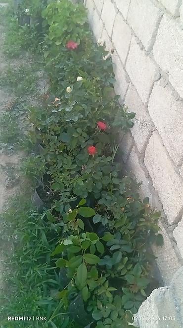 Çöl bitkiləri: Çöl bitkiləri -da lalafo.az — 11 Çöl bitkiləri: Çöl bitkiləri — 11