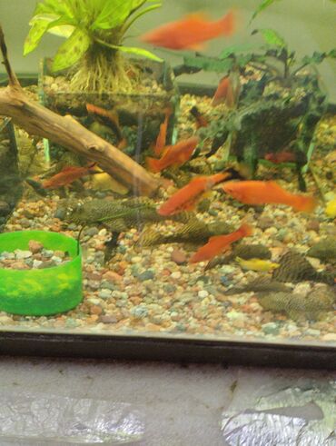 Рыбы: Гуппи 35с меченосцы от 50 с анцитрусы мальчики взрослые по 300с — 13