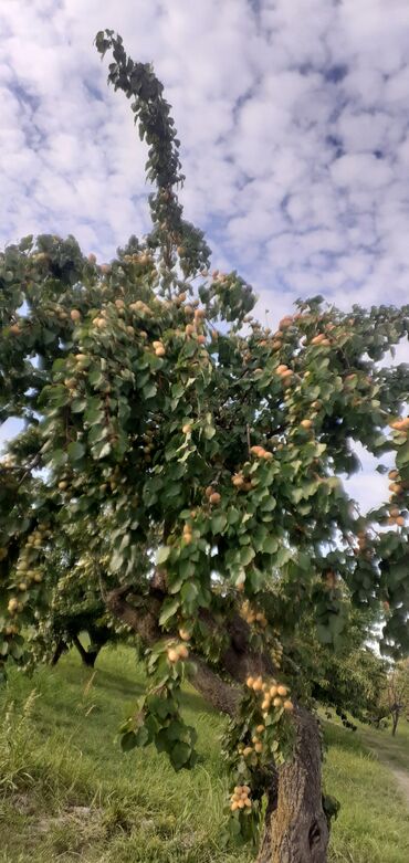 Meyvə və giləmeyvə: Məhsul: Ərik bağı – yetişmiş ərik meyvələri Təsvir: - Şəkillərdə — 1