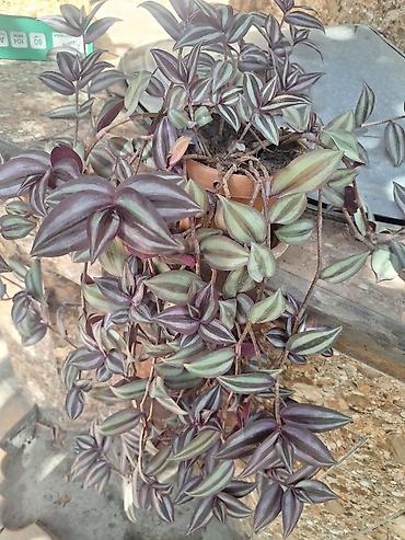 Денежное дерево: Г.Ош продаю цветы по 250 сом — 14