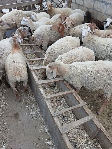 toyuq can eti: Salam kök quzular çəpişlər satılır isdəyən olsa kəsib ətində verirəm — 4