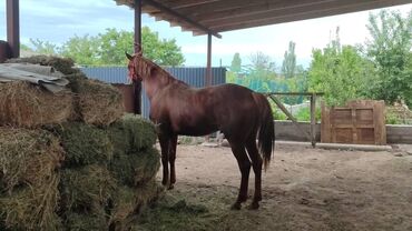 Лошади, кони: Продаю | Жеребец | Английская | Конный спорт | Осеменитель