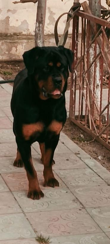 rottweiler satış: Şotland yastı qulaq — 2