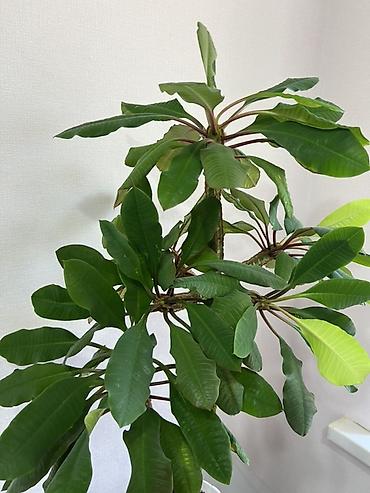 Молочаи: Молочай гребенчатый (Euphorbia leuconeura), комнатное суккулентное — 1
