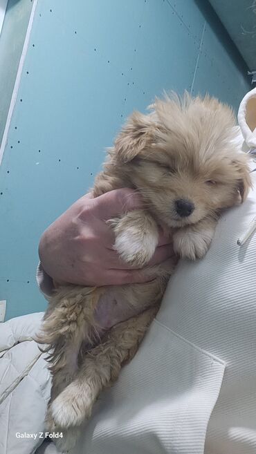 Продажа собак: Отдам в хорошие руки! Щенки метисов - Милые щенки с короткой густой — 16