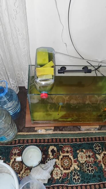 Akvariumlar: Dördbucaq akvarium, Balıqlarla birlikdə, 120 l, Ünvandan götürmə, Ödənişli çatdırılma, Rayonlara çatdırılma -da lalafo.az — 8 Akvariumlar: Dördbucaq akvarium, Balıqlarla birlikdə, 120 l, Ünvandan götürmə, Ödənişli çatdırılma, Rayonlara çatdırılma — 8