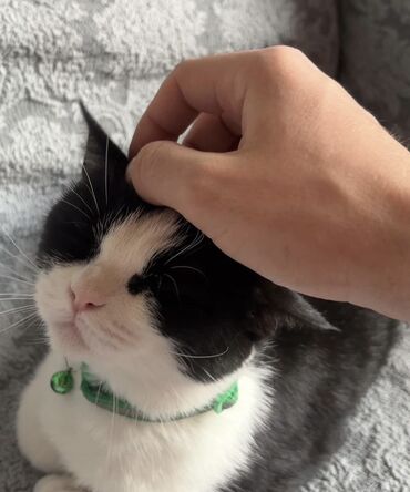 купить тайскую кошку: Добрая и ласковая Моня в поисках дома 🥺❤️‍🩹 Молодая и здоровая кошка