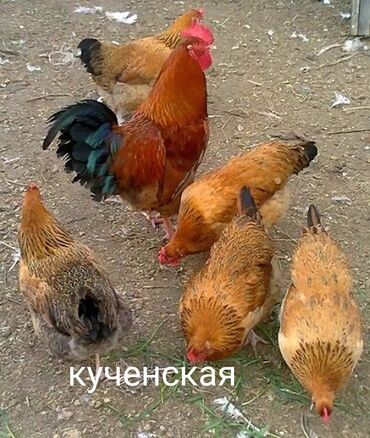брама кохинхин цыплята: Продаю | Инкубационные яйца | Кучинская