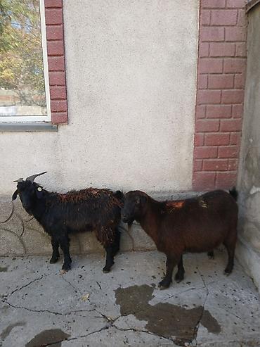 Продам с/х животных: Продаю | Козлёнок | Полукровка | На забой | Племенные — 9