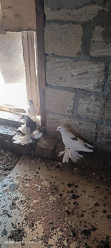 göyərcin: Cütü 60 m tam sağlamdılar — 1