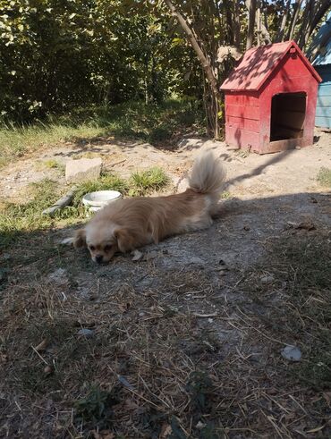 it adları erkək: Pekines, 2 il, Dişi