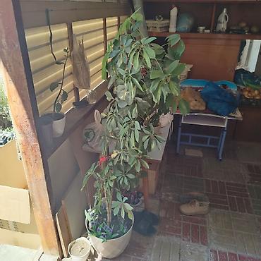 diffenbaxiya bitkisi: Bitki: Şeflera (Schefflera arboricola, “cəngəl çətiri”) Tip: Otaq — 1