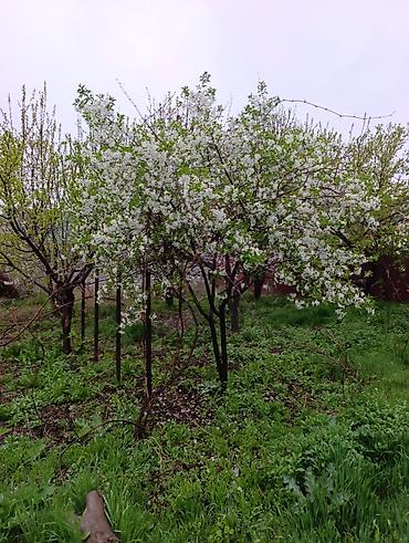 Слива: Саженцы плодовых деревьев (садовые Черешня кокон гилас 5штук Абрикос — 5