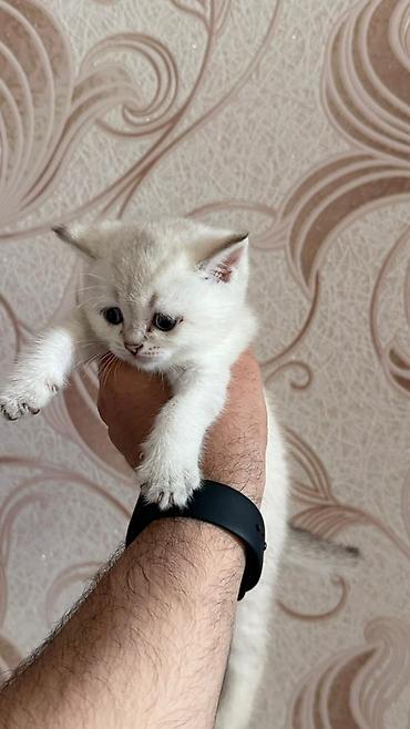Pişiklər: Qızıl şinşilla — 12