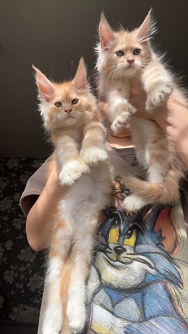 Продажа кошек: Предлагается эксклюзивные мощные котята породы мейн-кун. Эти котята — 7