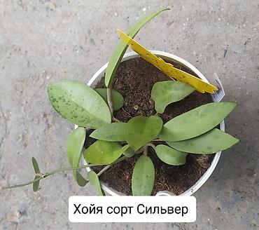 Другие комнатные растения: Продаю коллекцию Хойя — 5