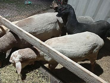 Баран, овца: Продаю | Баран (самец) | Для разведения — 11
