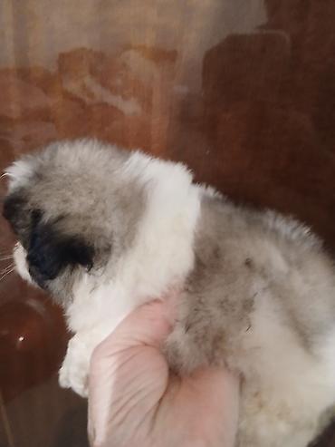 Продажа собак: Пекинес, 1 месяц, Самка — 8