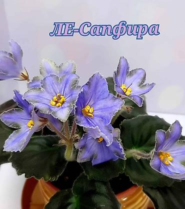 Фиалки и глоксинии: В продаже детки сортовых фиалок .100-120сом.В наличии 50-60сортов — 28