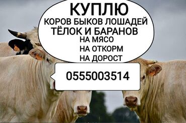Животные - Беловодское: Без посредников