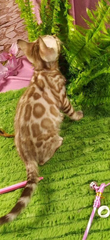 Продажа кошек: Друзья !!! питомник Бен Гла Мур с радостью предлагает новый помет. от — 30