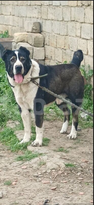 İtlər: Alabay, 2 il, Erkek, Peyvəndli, Ödənişli çatdırılma, Rayonlara çatdırılma