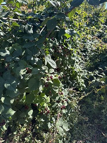 Семена и саженцы: 🍇 САЖЕНЦЫ ЕЖЕВИКИ «ЛОХ ТЕЙ» 🌿 🌱 Сорт: Лох Тей (Loch Tay) 🪴 Крепкие и — 2