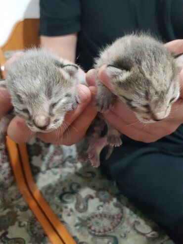 котята в караколе: Кошка даром: Египетский мау, 7 месяцев, Девочка, Приучена к лотку