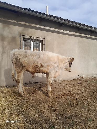 Коровы, быки: Продаю | Бык (самец) | Полукровка | На откорм — 21