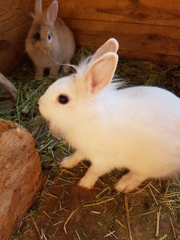 карликовый померанский шпиц цена: Карликовые декоративные кролики