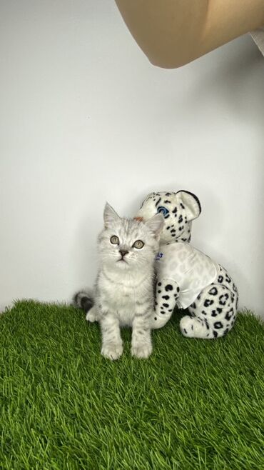 стрижка кошек с выездом на дом: Британский короткошёрстный котёнок, окрас серебристый табби